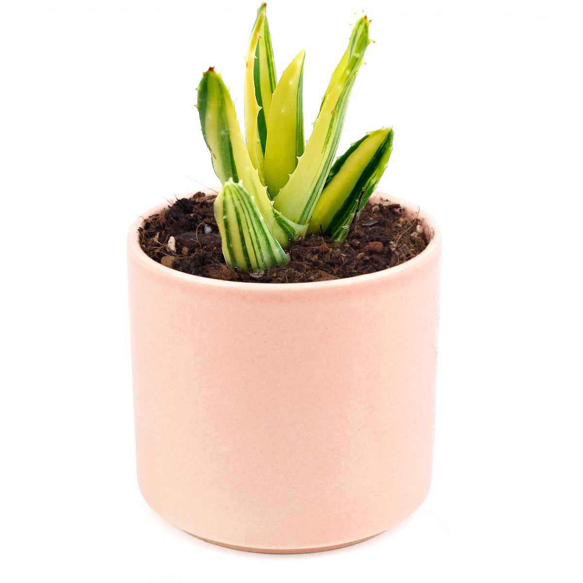 Variegated aloe for sale, succulents shop in California, succulent care, how to grow succulents, succulents garden, Succulents shop near me, Rare succulents, cactus, succulent care tips, Variegated aloe in California, How to grow Variegated aloe