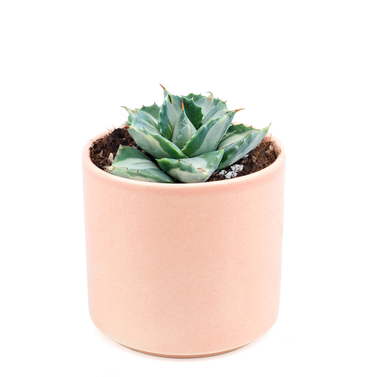 Butterfly Agave care, Succulents shop near me, indoor succulents, succulent care tips, succulent care, Rare succulents, succulents garden, succulent subscription, Succulents, Butterfly Agave in California, How to grow Butterfly Agave