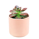  How to grow Echeveria Melaco, How to care echeveria succulents for thanksgiving, Easter echeveria gift, echeveria, echeveria succulent, echeveria types, succulent echeveria, buy succulents online, succulent shop, succulent store, echeveria plant, indoor succulents