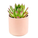  indoor succulents, echeveria, echeveria succulent, echeveria types, succulent echeveria, buy succulents online, succulent shop, succulent store, echeveria plant, colorful succulent plants