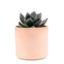 echeveria, echeveria types, succulent echeveria, buy succulents online, succulent shop, succulent store, echeveria plant, indoor succulents, care tips for growing echeveria succulent