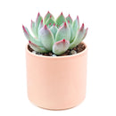 Pink Succulent, Echeveria for thanksgiving, How to care echeveria succulents for thanksgiving, echeveria, echeveria succulent, echeveria types, succulent echeveria, buy succulents online, succulent shop, succulent store, echeveria plant, indoor succulents, colorful succulent for sale
