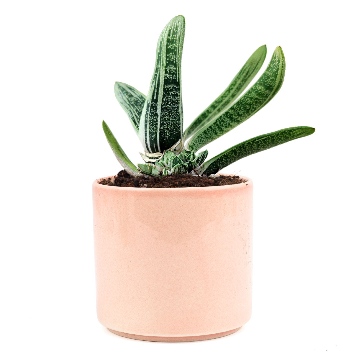 gasteria little warty, aloe vera, green succulent, succulent box, delivery box, succulent species, succulent garden, diy succulent, cactus green, garden gift, cool garden ideas, growing succulent, creative landscapes