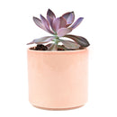 Graptoveria Fred Ives in California, How to grow Graptoveria Fred Ives, rare succulents, rare succulents for sale, unique succulents, buy succulents online, rare succulent, succulent shop, unusual succulents, succulent store, succulents online, buy Graptoveria Fred Ives online