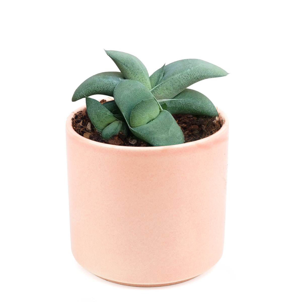 Gasteria ox tongue for sale, succulent plant, succulent care tips, how to grow succulents, Succulents shop near me, Rare succulents, Succulents, succulents garden, cactus, Gasteria ox tongue in California, How to grow Gasteria ox tongue