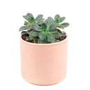 echeveria succulent, echeveria types, succulent echeveria, buy succulents online, succulent shop, succulent store, echeveria plant, indoor succulents