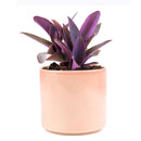 Purple Heart Tradescantia Pallida, easy to care houseplant, best indoor plant for home office decoration, purple heart plant, how to care for tradescantia pallida, care tips for growing Purple Heart Plants