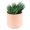 Haworthia african pearl, succulents shop in California, Succulents, Succulents shop near me, cactus, how to grow succulents, succulents store in CA, succulent plant, succulents garden, Haworthia african pearl in California, How to grow Haworthia african pearl. indoor succulents.