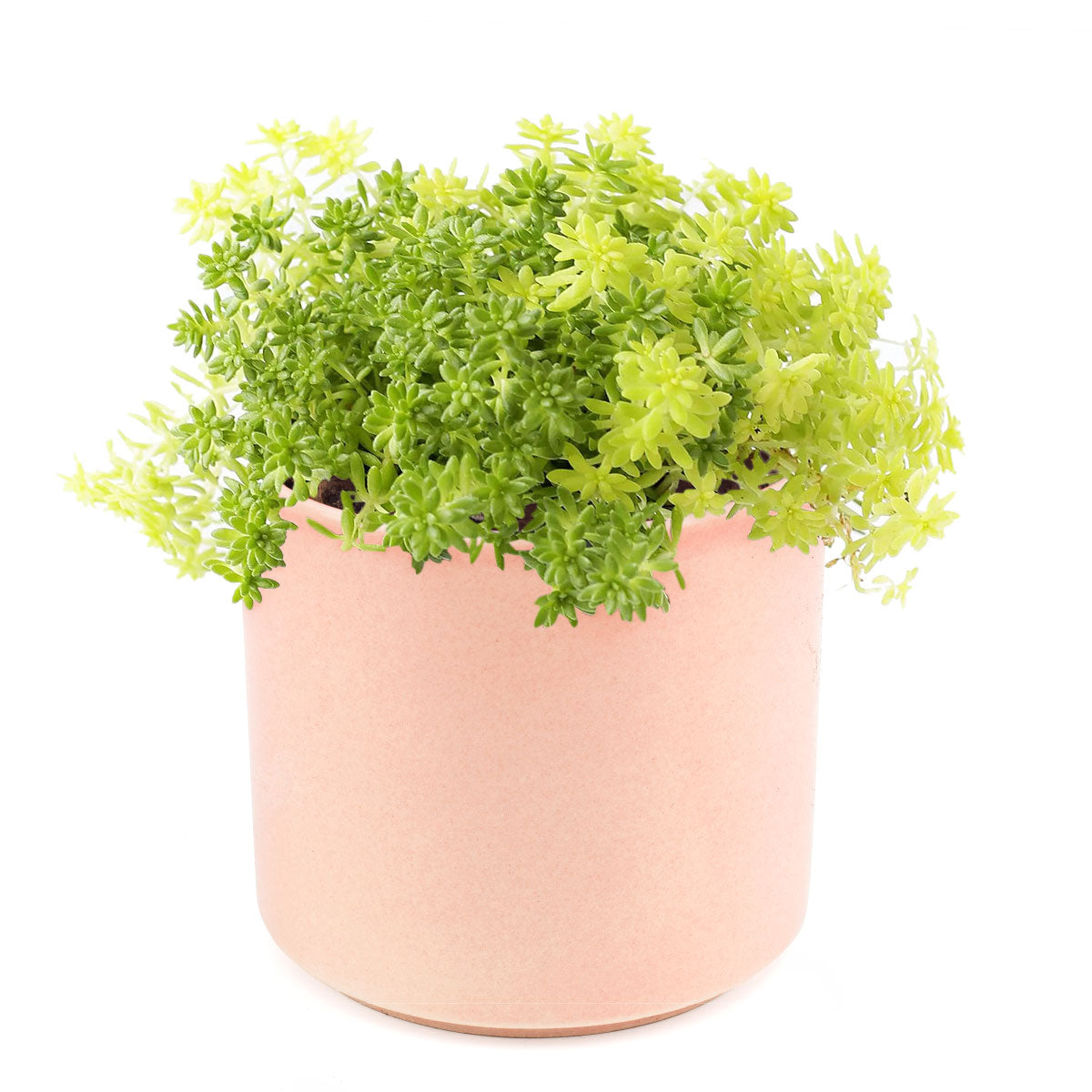 Sedum Golden Moss, succulent plant, Rare succulents, monthly succulents, succulents shop in California, Succulents shop near me, Succulents, how to grow succulents, succulent care guide, Sedum Golden Moss in California, How to grow Sedum Golden Moss, Tokyo Sun Succulent