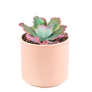 Echeveria crinoline ruffles, cactus, succulent plant, succulents shop in California, succulent care, Succulents shop near me, Succulents, succulent subscription, succulent care tips, colorful succulents