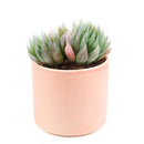 how to grow succulents, monthly succulents, indoor succulents, succulent care tips, succulent care, succulent subscription, cactus, Haworthia Cooperi in California