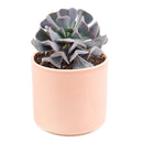 echeveria, echeveria succulent, echeveria types, succulent echeveria, buy succulents online, succulent shop, succulent store, echeveria plant, care tips for growing cubic frost