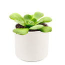 Green Platters, succulents store in CA, succulents garden, succulent care tips, cactus, succulents shop in California, succulent subscription, how to grow succulents, succulent plant