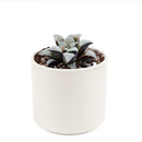 Haworthia emelyae var. Major, monthly succulents, succulent care, succulent care guide, Succulents shop near me, indoor succulents, succulents garden, cactus, succulent subscription, Haworthia emelyae var. Major in California, How to grow Haworthia emelyae var. Major. indoor succulents.