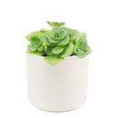 Aeonium Lily Pad, succulent plant, Succulents shop near me, how to grow succulents, monthly succulents, Succulents, succulent care guide, cactus, indoor succulents, Aeonium Lily Pad in California