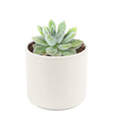 Echeveria Doris Taylor Succulent, christmas plants, buy Echeveria Doris Taylor Succulent online, Echeveria Doris Taylor Succulent for sale, unique succulents