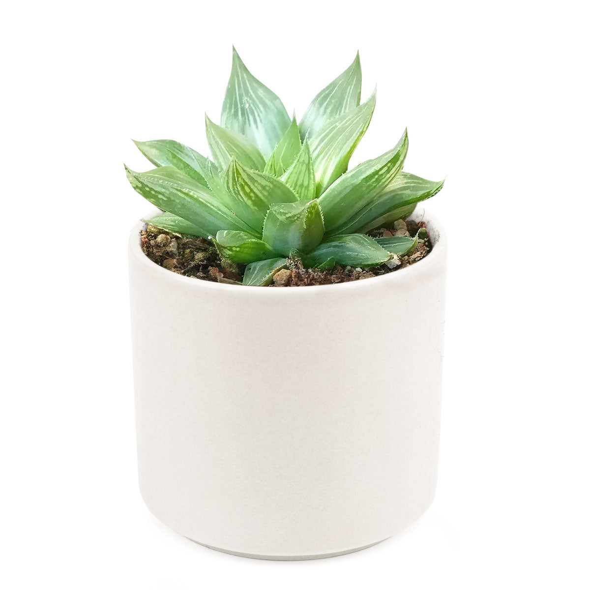 rare white succulent Haworthia White Ghost Rare Variegated Succulent