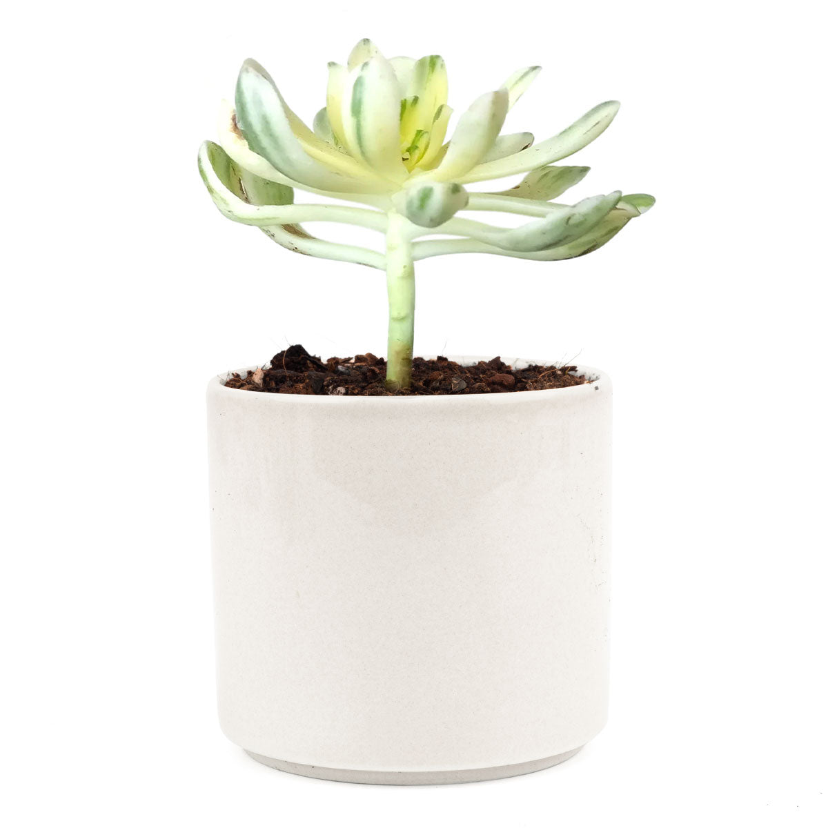 sun cups, agave plant, Succulents shop near me, succulents shop in California, succulents store in CA, succulent plant, cactus, Succulents, succulent care, succulent care tips, sun cups in California, How to grow sun cups