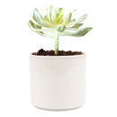 sun cups, agave plant, Succulents shop near me, succulents shop in California, succulents store in CA, succulent plant, cactus, Succulents, succulent care, succulent care tips, sun cups in California, How to grow sun cups