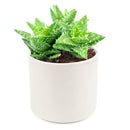 Tiger Tooth Aloe for sale, succulent care tips, succulent plant, cactus, indoor succulents, how to grow succulents, Succulents shop near me, succulents store in CA, succulents shop in California, Tiger Tooth Aloe in California