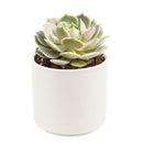buy succulents online, succulent shop, succulent store, echeveria plant, indoor succulents