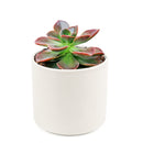  How to grow Echeveria Melaco, How to care echeveria succulents for thanksgiving, Easter echeveria gift, echeveria, echeveria succulent, echeveria types, succulent echeveria, buy succulents online, succulent shop, succulent store, echeveria plant, indoor succulents