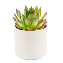  indoor succulents, echeveria, echeveria succulent, echeveria types, succulent echeveria, buy succulents online, succulent shop, succulent store, echeveria plant, colorful succulent plants