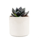 echeveria, echeveria types, succulent echeveria, buy succulents online, succulent shop, succulent store, echeveria plant, indoor succulents, care tips for growing echeveria succulent