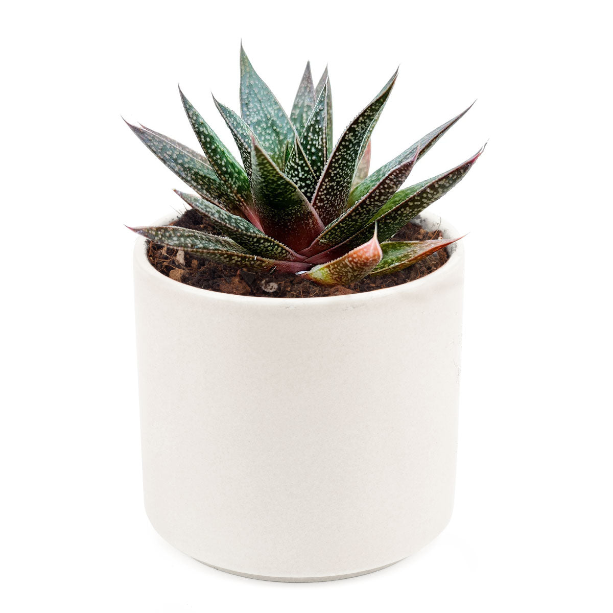 Gasteria Flow Aloe for sale, Rare succulents, succulent care tips, Succulents shop near me, succulent plant, monthly succulents, indoor succulents, succulent subscription, succulents store in CA, Gasteria Flow Aloe in California, How to grow Gasteria Flow Aloe, Lace Aloe