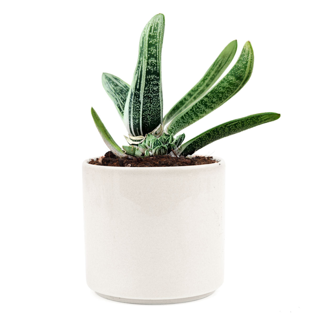 gasteria little warty, aloe vera, green succulent, succulent box, delivery box, succulent species, succulent garden, diy succulent, cactus green, garden gift, cool garden ideas, growing succulent, creative landscapes