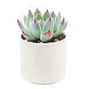 Pink Succulent, Echeveria for thanksgiving, How to care echeveria succulents for thanksgiving, echeveria, echeveria succulent, echeveria types, succulent echeveria, buy succulents online, succulent shop, succulent store, echeveria plant, indoor succulents, colorful succulent for sale