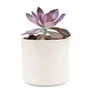 Graptoveria Fred Ives in California, How to grow Graptoveria Fred Ives, rare succulents, rare succulents for sale, unique succulents, buy succulents online, rare succulent, succulent shop, unusual succulents, succulent store, succulents online, buy Graptoveria Fred Ives online