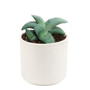 succulent plant, succulent care tips, how to grow succulents, Succulents shop near me, Rare succulents, Succulents, succulents garden, cactus, Gasteria ox tongue in California, How to grow Gasteria ox tongue