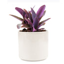 Purple Heart Tradescantia Pallida, easy to care houseplant, best indoor plant for home office decoration, purple heart plant, how to care for tradescantia pallida, care tips for growing Purple Heart Plants