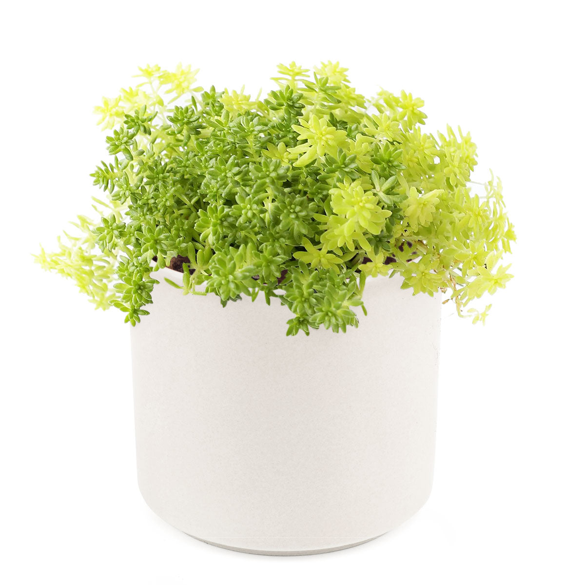 Sedum Golden Moss, succulent plant, Rare succulents, monthly succulents, succulents shop in California, Succulents shop near me, Succulents, how to grow succulents, succulent care guide, Sedum Golden Moss in California, How to grow Sedum Golden Moss, Tokyo Sun Succulent