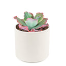 Echeveria crinoline ruffles, cactus, succulent plant, succulents shop in California, succulent care, Succulents shop near me, Succulents, succulent subscription, succulent care tips, colorful succulents