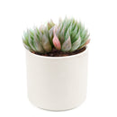 how to grow succulents, monthly succulents, indoor succulents, succulent care tips, succulent care, succulent subscription, cactus, Haworthia Cooperi in California