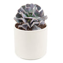 echeveria, echeveria succulent, echeveria types, succulent echeveria, buy succulents online, succulent shop, succulent store, echeveria plant, care tips for growing cubic frost