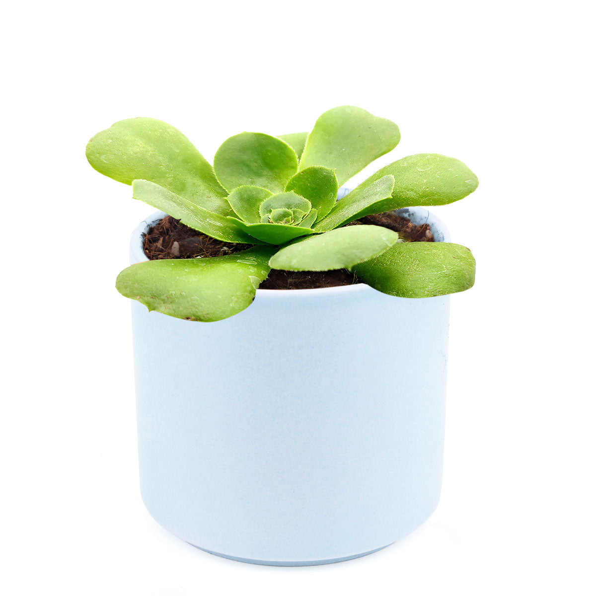 Green Platters, succulents store in CA, succulents garden, succulent care tips, cactus, succulents shop in California, succulent subscription, how to grow succulents, succulent plant, Green Platters in California, How to grow Green Platters