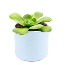 Green Platters, succulents store in CA, succulents garden, succulent care tips, cactus, succulents shop in California, succulent subscription, how to grow succulents, succulent plant