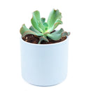  succulent care tips, Succulents shop near me, indoor succulents, succulent plant, succulents shop in California, succulent care, Echeveria Culibra Succulent in California, How to grow Echeveria Culibra Succulent, Succulents for thanksgiving, Thanksgiving succulents gift