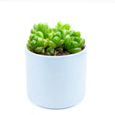 succulent care tips, Haworthia Cymbiformis Var. Obtusa in California, How to grow Haworthia Cymbiformis Var. Obtusa. indoor succulents.