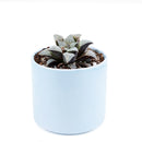 Haworthia emelyae var. Major, monthly succulents, succulent care, succulent care guide, Succulents shop near me, indoor succulents, succulents garden, cactus, succulent subscription, Haworthia emelyae var. Major in California, How to grow Haworthia emelyae var. Major. indoor succulents.