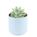 Echeveria Doris Taylor Succulent, christmas plants, buy Echeveria Doris Taylor Succulent online, Echeveria Doris Taylor Succulent for sale, unique succulents