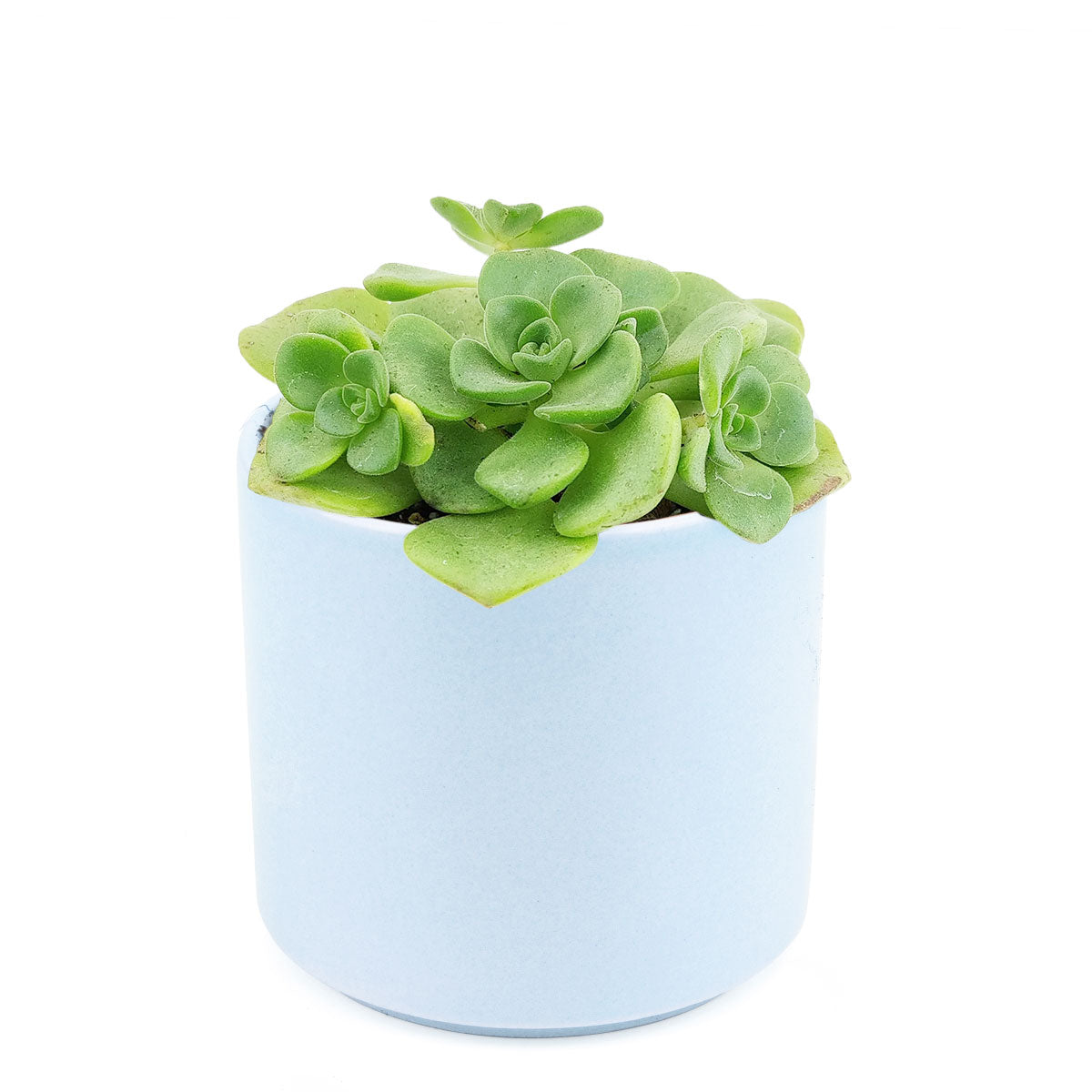 Aeonium Lily Pad, succulent plant, Succulents shop near me, how to grow succulents, monthly succulents, Succulents, succulent care guide, cactus, indoor succulents, Aeonium Lily Pad in California, How to grow Aeonium Lily Pad