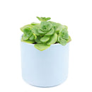 Aeonium Lily Pad, succulent plant, Succulents shop near me, how to grow succulents, monthly succulents, Succulents, succulent care guide, cactus, indoor succulents, Aeonium Lily Pad in California