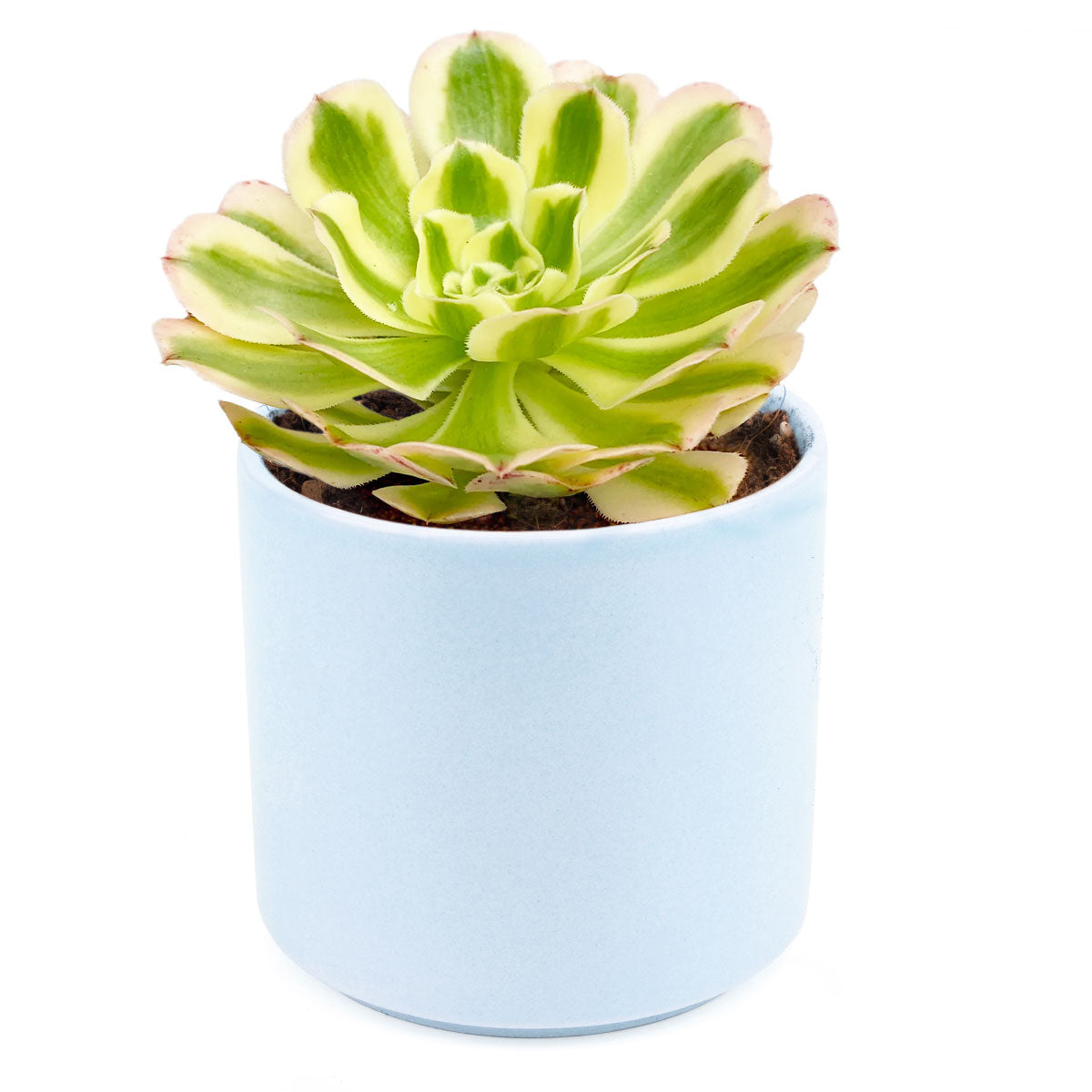 Aeonium Arboreum Luteovariegatum, succulents shop in California, Rare succulents, succulents store in CA, succulent care, monthly succulents, indoor succulents, how to grow succulents, Succulents shop near me, Aeonium Arboreum Luteovariegatum in California, How to grow Aeonium Arboreum Luteovariegatum