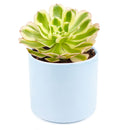 Aeonium Arboreum Luteovariegatum, succulents shop in California, Rare succulents, succulents store in CA, succulent care, monthly succulents, indoor succulents, how to grow succulents, Succulents shop near me, Aeonium Arboreum Luteovariegatum in California, How to grow Aeonium Arboreum Luteovariegatum