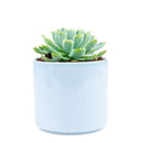 Echeveria Elegans for sale, succulent care guide, monthly succulents, Rare succulents, succulents store in CA, succulent care, succulents garden, Succulents shop near me, Echeveria Elegans in California