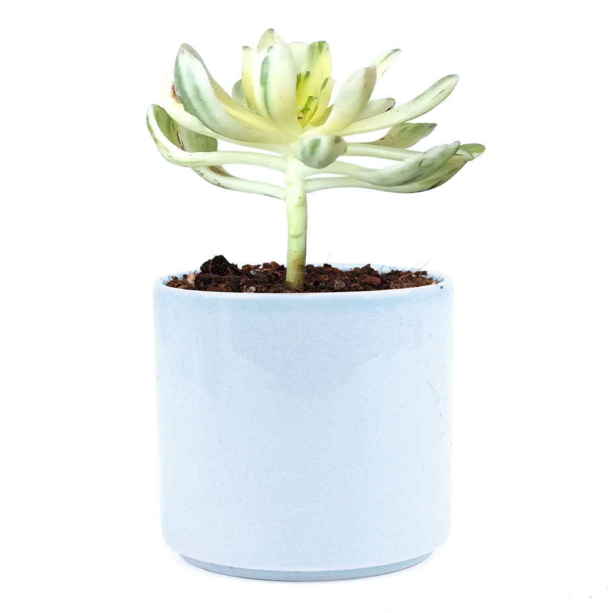 sun cups, agave plant, Succulents shop near me, succulents shop in California, succulents store in CA, succulent plant, cactus, Succulents, succulent care, succulent care tips, sun cups in California, How to grow sun cups